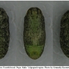 lyc thersamon pupa2 volg4